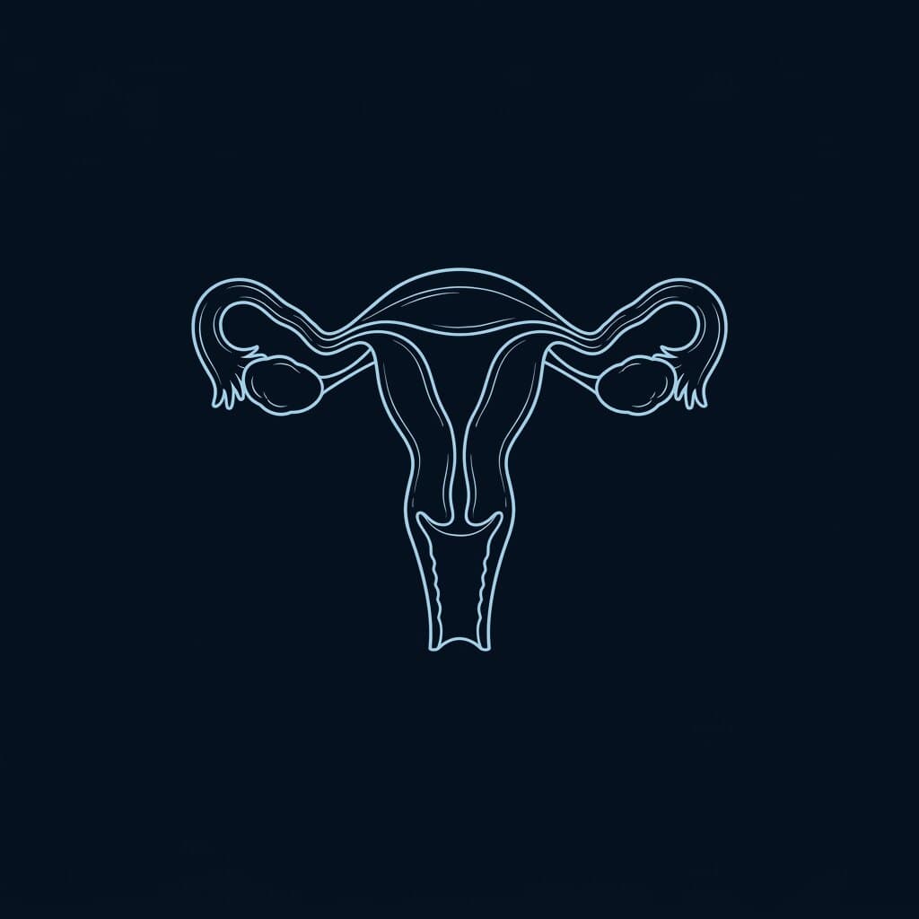 Fine line drawing of the uterus and ovaries in pale blue on navy